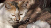 猫的寿命一般多长,揭秘毛球们的生命轨迹