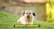 知恩图报是什么生肖,生肖羊的感恩情怀与美好人生