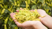 黄金芽属于什么茶全国乡村工匠名师黄红缨：荒山种茶 兴业富民